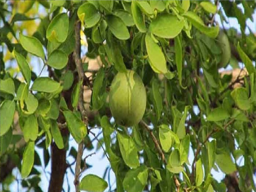 ভারত ছাড়াও বেল গাছ দক্ষিণ নেপাল, শ্রীলঙ্কা, মায়ানমার, পাকিস্তান, বাংলাদেশ, ভিয়েতনাম, লাওস, কম্বোডিয়া এবং থাইল্যান্ডে প্রাকৃতিকভাবে জন্মে। এটি ছাড়াও, এটি সমগ্র ভারতে পাশাপাশি শ্রীলঙ্কা, উত্তর মালয় উপদ্বীপ, জাভা এবং ফিলিপাইন এবং ফিজি দ্বীপপুঞ্জে চাষ করা হয়।