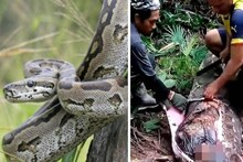 পাইথনের পেটে মাঝবয়সী মহিলা! হাড়হিম ঘটনা, পুরো 'কাণ্ড' শুনলে গায়ে কাঁটা দেবে
