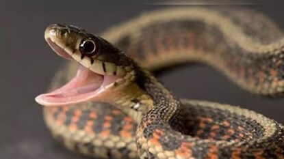 বর্ষাকালে সাপের কামড়ে মৃত্যুর ঘটনা আমাদের দেশে খুবই সাধারণ। অনেক সময় শিশুরা বাইরে খেলতে গিয়ে সাপের দ্বারা আক্রান্ত হতে পারে বলে বাবা-মায়েরা আতঙ্কে থাকেন। আতঙ্ক এড়াতে, সবার আগে আমাদের জানা জরুরি যে সাপের কামড়ের লক্ষণগুলি কী কী। বর্ষাকালে সাপের কামড়ে মৃত্যুর ঘটনা আমাদের দেশে খুবই সাধারণ। অনেক সময় শিশুরা বাইরে খেলতে গিয়ে সাপের দ্বারা আক্রান্ত হতে পারে বলে বাবা-মায়েরা আতঙ্কে থাকেন। আতঙ্ক এড়াতে, সবার আগে আমাদের জানা জরুরি যে সাপের কামড়ের লক্ষণগুলি কী কী।