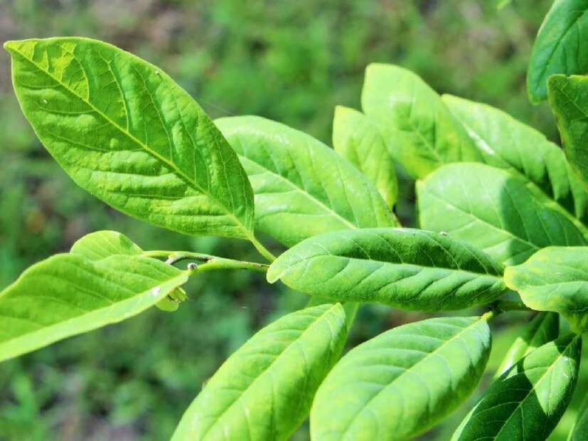 চিতই পাতা: চিতই একটি অত্যন্ত সুস্বাদু ফল। NCBI-এর এক গবেষণায় দেখা গেছে, চিতই পাতায় অ্যান্টি-ডায়াবেটিক গুণ রয়েছে। এটি ব্লাড সুগারও কমায়।