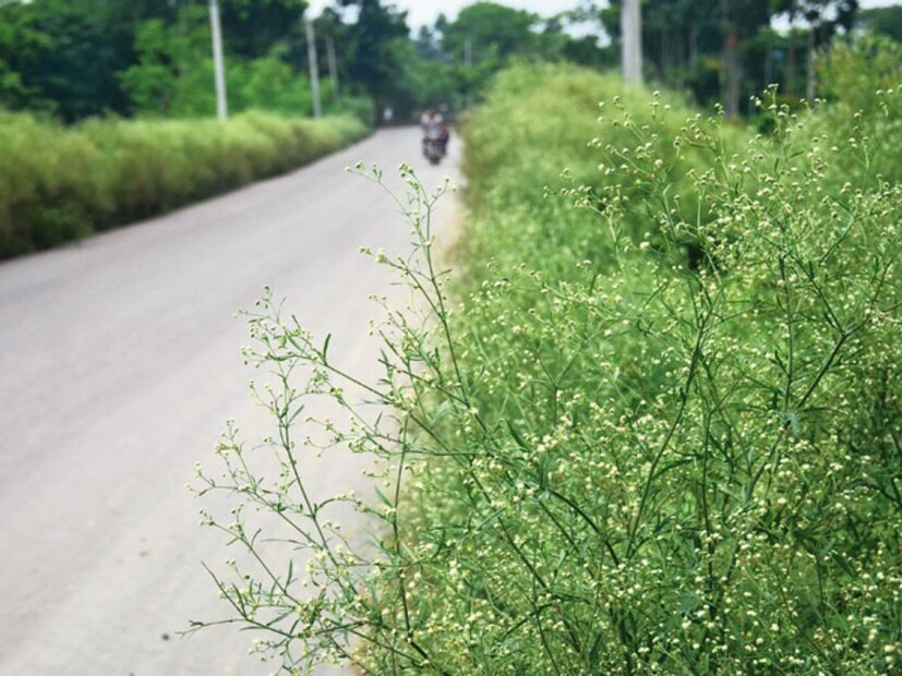 মূলত বর্ষাকালে বিভিন্ন জায়গায় জন্মায় পার্থেনিয়াম গাছ। ছোট ছোট পাতা, সাদা ফুলযুক্ত এই গাছ দেখতে যতটা সুন্দর লাগে তার থেকেও বেশি ভয়ঙ্কর। একদিকে যেমন মাটির উর্বরতা শক্তি নষ্ট করে দেয়, তেমনই ক্ষতি করে প্রাণীদেহে।