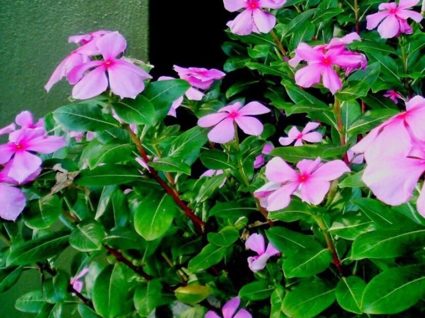 ডাঃ বিনয় খুল্লা জানালেন, নয়নতারার পাতা শরীরে উপস্থিত টক্সিন দূর করতেও খুবই উপকারী। ডায়াবেটিস নিয়ন্ত্রণের পাশপাশি এটি গলা ব্যথা কমাতেও দক্ষ।