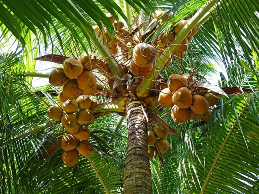 Coconut Tree Vastu: বাস্তুশাস্ত্র অনুসারে, আপনি যদি উত্তর দিকে নারকেল গাছ লাগান, তাহলে আপনার আর্থিক ক্ষতি হতে পারে। আর্থিক সংকটের পরিস্থিতি তৈরি হতে পারে। (প্রতীকী ছবি)