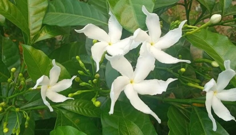 পুজোর মূল ফুল হতে হবে সাদা রঙের৷ যে কোনও সাদা ফুল তাঁর পুজোয় দেওয়া যায়৷