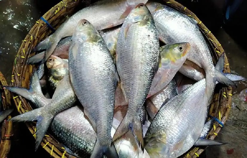 সব সময় বাজার থেকে টাটকা তাজা ইলিশ মাছই কিনুন। তাহলে ক্ষতির আশঙ্কা কমবে।