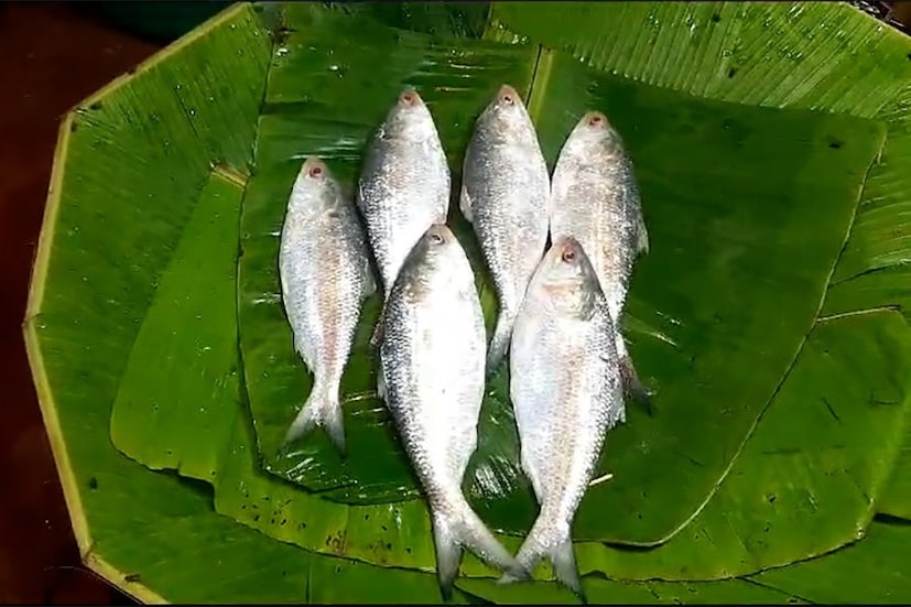 গতকালই দিঘার পাইকারি মাছ বাজারেও প্রচুর পরিমাণে ইলিশ মাছ ঢুকেছিল৷ যদিও সেই মাছের দাম ছিল বেশ চড়া৷ তবে নামখানায় আগামী দু তিন দিনের মধ্যে আরও অনেক ট্রলারের ইলিশ নিয়ে ফেরার কথা৷ 