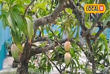 আম পাগল নাতির জন্য বাড়ির ছাদেই আস্ত আমবাগান তৈরি করল দাদু!