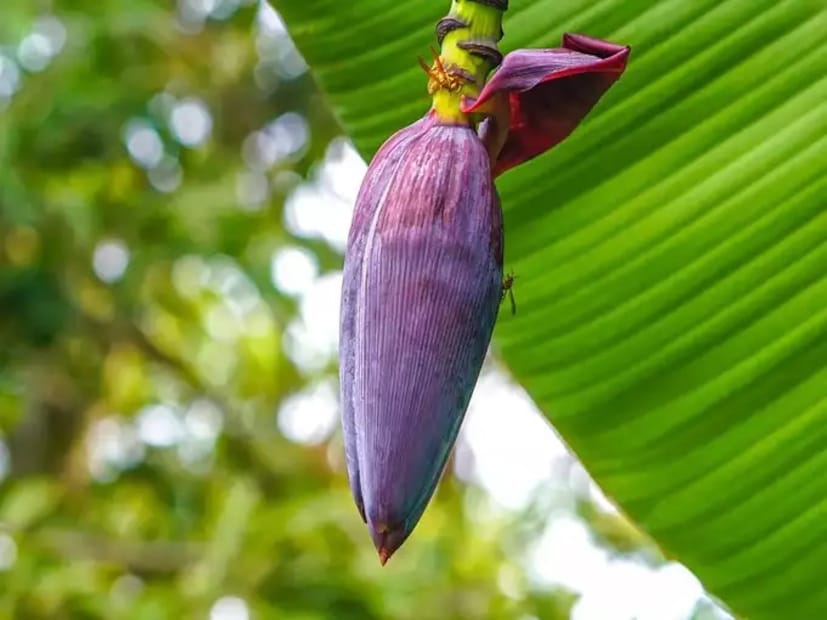 স্বাদের পাশাপাশি গুণেরও ভান্ডার মোচা। কেন বেশি করে মোচা খাবেন, জেনে নিন। বলছেন পুষ্টিবিদ মনপ্রীত কালরা।