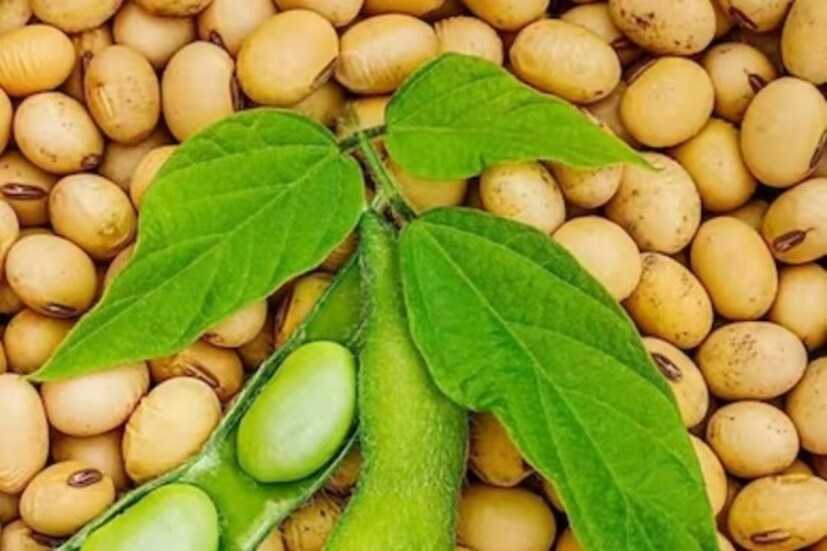 টোফু, সয়ামিল্কের মতো সয়াবিনজাত একাধিক খাবার নিয়ন্ত্রণ করে খারাপ কোলেস্টেরল। শরীরে কোলেস্টেরলের ভারসাম্য নিয়ে সমস্যা দেখা দিলে প্রাণিজ প্রোটিনের বদলে খান সয়াবিনের মতো উদ্ভিজ্জ প্রোটিন।