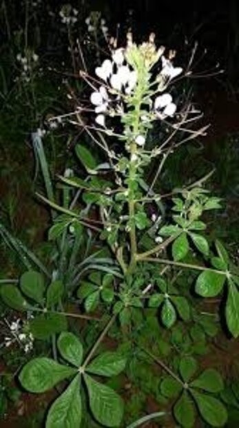 অজগন্ধার পাতার রস পান করুন। তাহলে নানা শারীরিক সমস্যা দূর হয়।