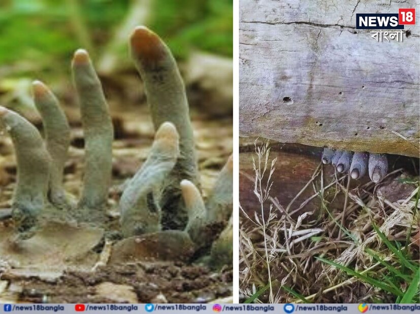 এই পৃথিবীতে উদ্ভিদের বৈচিত্র অবাক করার মতো। ছত্রাক এক ধরনের উদ্ভিদ। এ বিশ্বের বিভিন্ন প্রান্তে কয়েক লক্ষ রকমের ছত্রাক রয়েছে। (ছবি সৌজন্যে রেগান ড্যানিয়েলস)