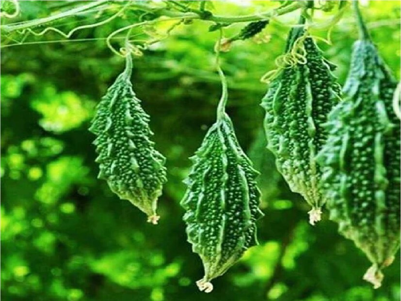 ৪ . করলা:এই বর্ষার মরশুমে করলাও যথেচ্ছ ভাবে পাবেন। আসলে, এটি উল্লেখযোগ্য পুষ্টি গুণ সমৃদ্ধ সবুজ সবজিগুলির মধ্যে একটি। আপনি এটি আপনার বাড়িতেও চাষ করতে পারেন। করলা ডায়াবেটিস এবং হৃদরোগীদের জন্য উপকারী। তাই এই বর্ষার মরশুমে আর কিছু না পেলে শরীর ভাল রাখতে পর্যাপ্ত পরিমানে করলা খান। স্বাস্থ্য ভাল থাকবে। স্বাদ ও পাবেন।