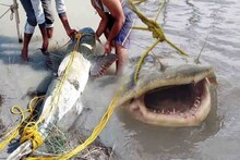 ৮২ কেজির 'দানব' পড়ল ধরা, সাক্ষাৎ দৈত্য দেখতে ভিড়, বাংলার বাজারে হইচই