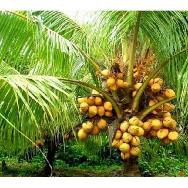 Coconut Tree Vastu: তা ছাড়া বাড়ির পূর্ব দিকে একটি নারকেল গাছ লাগালে আপনার মান-সম্মান ক্ষয় হয় এবং পারিবারিক কলহের পরিবেশ তৈরি হয়। তাই এই দিকেও নারকেল গাছ লাগাবেন না। (প্রতীকী ছবি)