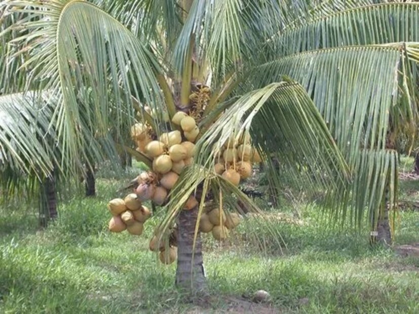 Coconut Tree Vastu: বাস্তুশাস্ত্র অনুসারে বাড়ির পশ্চিম ও দক্ষিণ দিকে নারকেল গাছ লাগাতে হবে। বিশ্বাস করা হয়, এই দিকে একটি নারকেল গাছ লাগালে দেবী লক্ষ্মী এবং ভগবান বিষ্ণুর আশীর্বাদ পাওয়া যায়। (প্রতীকী ছবি)