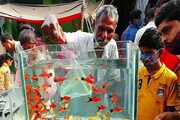 সবচেয়ে বড় রঙিন মাছের বাজার, দ্রুত বদলে যাচ্ছে এখানকার অর্থনীতি