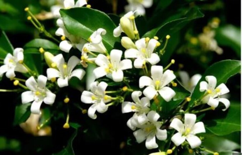 গ্রীষ্মকালে মধুকামিনী গাছে সাদা সুগন্ধি ফুল ফোটে। গৃহসজ্জাতেই এই ফুলের ব্যবহার সবচেয়ে বেশি। এছাড়া পুজো এবং ওষুধ হিসেবেও ব্যবহৃত হয়। 