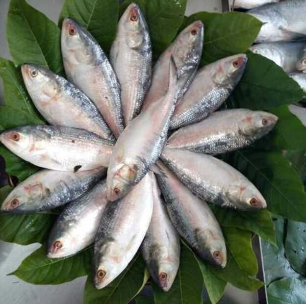 জামাইষষ্ঠীর আগে যখন ফলের বাগান বাজারে আগুন, তখন মাছের বাজার বেশ খানিকটা স্বস্তি দিচ্ছে। যদিও এখনও পর্যন্ত টাটকা ইলিশ সেই অর্থে বাজারে আসেনি। স্টোরের মাছ বিক্রি হচ্ছে। বিক্রেতারা বলছেন, জামাই ষষ্ঠীর দিনেও মাছের দাম খুব বেশি এদিক ওদিক হবে না।জামাইষষ্ঠীর আগে যখন ফলের বাগান বাজারে আগুন, তখন মাছের বাজার বেশ খানিকটা স্বস্তি দিচ্ছে। যদিও এখনও পর্যন্ত টাটকা ইলিশ সেই অর্থে বাজারে আসেনি। স্টোরের মাছ বিক্রি হচ্ছে। বিক্রেতারা বলছেন, জামাই ষষ্ঠীর দিনেও মাছের দাম খুব বেশি এদিক ওদিক হবে না।