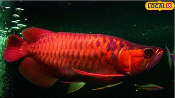 ভাগ্যবান