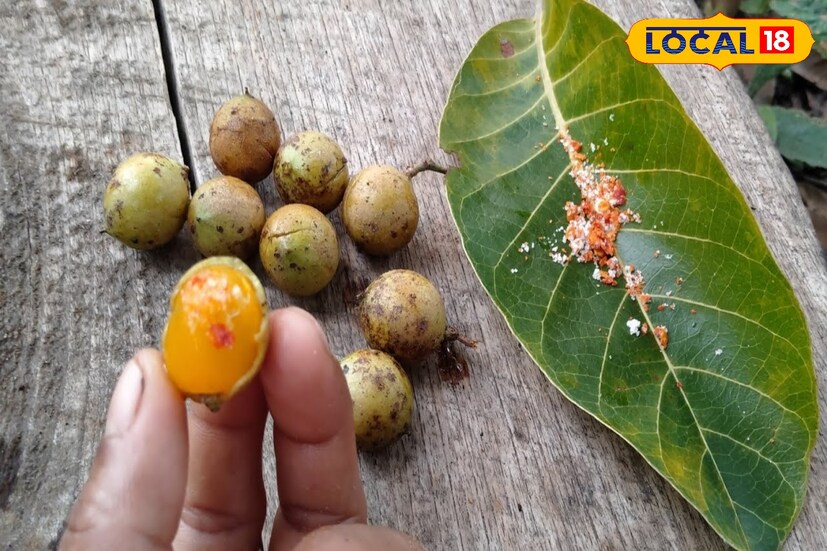জঙ্গলমহলের অত্যন্ত পরিচিত এই ফল। স্বাস্থ্যগুণে বেশ ভরপুর। তবে বর্তমানে লুপ্তপ্রায় এই উদ্ভিদ। (রঞ্জন চন্দ)