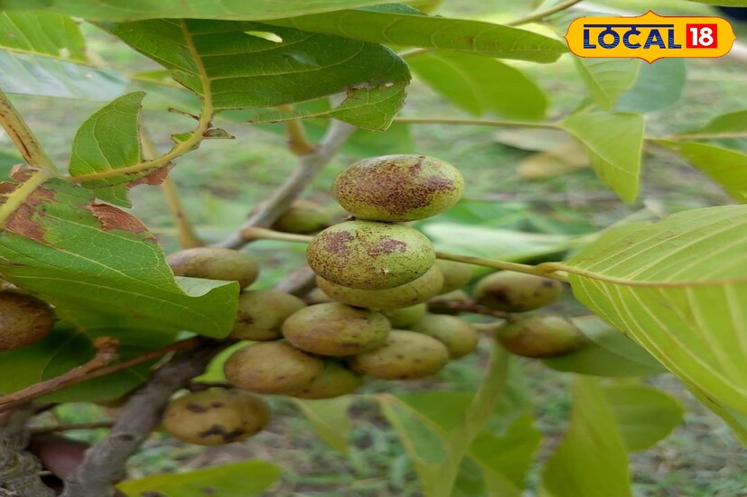 জঙ্গলমহল ঝাড়গ্রামে বিভিন্ন জায়গায় দেখতে মেলে কুসুম গাছ। এক গাছের ছাল বা বাকল, ফল, ফলের বীজ অত্যন্ত উপকারী।