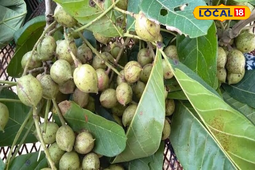 বিশেষজ্ঞরা মনে করেন, পরিপক্ক কুসুম ফলের বহু গুন রয়েছে। ঠান্ডা লাগা, কফ নাশ করতে গুরুত্বপূর্ন ভূমিকা নেয়। এছাড়াও এই গাছের ছাল ও ফলের বীজেরও বেশ গুন রয়েছে।
