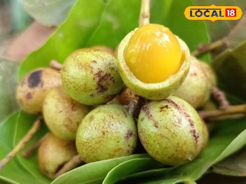 পুষ্টিবিদ বিশ্বজিৎ দাস বলেন, এই গাছের ফল থেকে বিশেষ ভাবে প্রস্তুত তেল শরীরের নানা উপকার দেয়। পাশাপাশি গাছের ছাল থেকে বাতের আয়ুর্বেদিক ঔষুধ তৈরি হয়। তাই মরশুমী এই ফল খাওয়া উচিত।