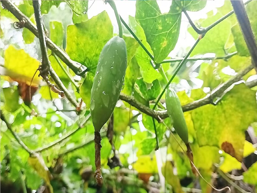 দেখতে আমাদের খুব চেনা পটলের মতো। তবে, দিন-কাল বদলে গিয়েছে। ইটাওয়ার জঙ্গলে এখনও কন্দরু উৎপন্ন হয়, তবে তা দিন দিন বেড়ে চলা চাহিদার পক্ষে অপর্যাপ্ত। তাই কৃষকেরা মন দিয়েছেন কন্দরু বা  কুঁদরি বা তরুলি র চাষে।