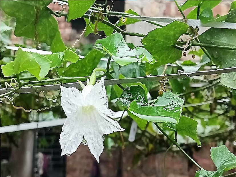 হবে না-ই বা কেন! সুস্বাদু এই কন্দরু যে নানা পুষ্টিগুণের আকর। ড. ভীমরাও আম্বেদকর রাজকীয় সংযুক্ত চিকিৎসালয়ের ডায়েটিশিয়ান ডা. অর্চনা সিং কন্দরুর পুষ্টিগুণ সম্পর্কে তথ্য দিয়েছেন লোকাল 18-কে।