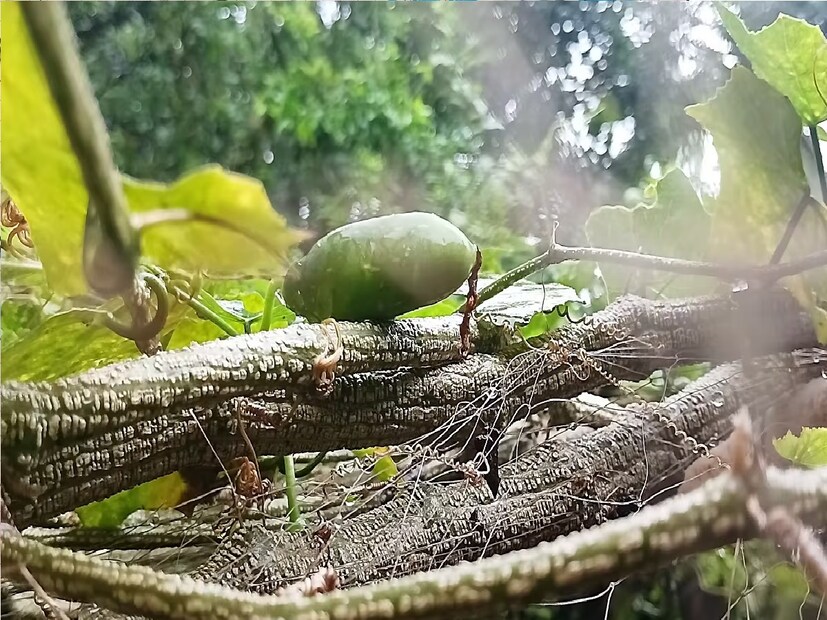 তিনি বলেছেন যে ডায়াবেটিস রোগীদের নিজেদের খাদ্যতালিকায় কন্দরু বিশেষ ভাবে অন্তর্ভুক্ত করা উচিত। তাঁরা এতে উপকৃত হবেন।