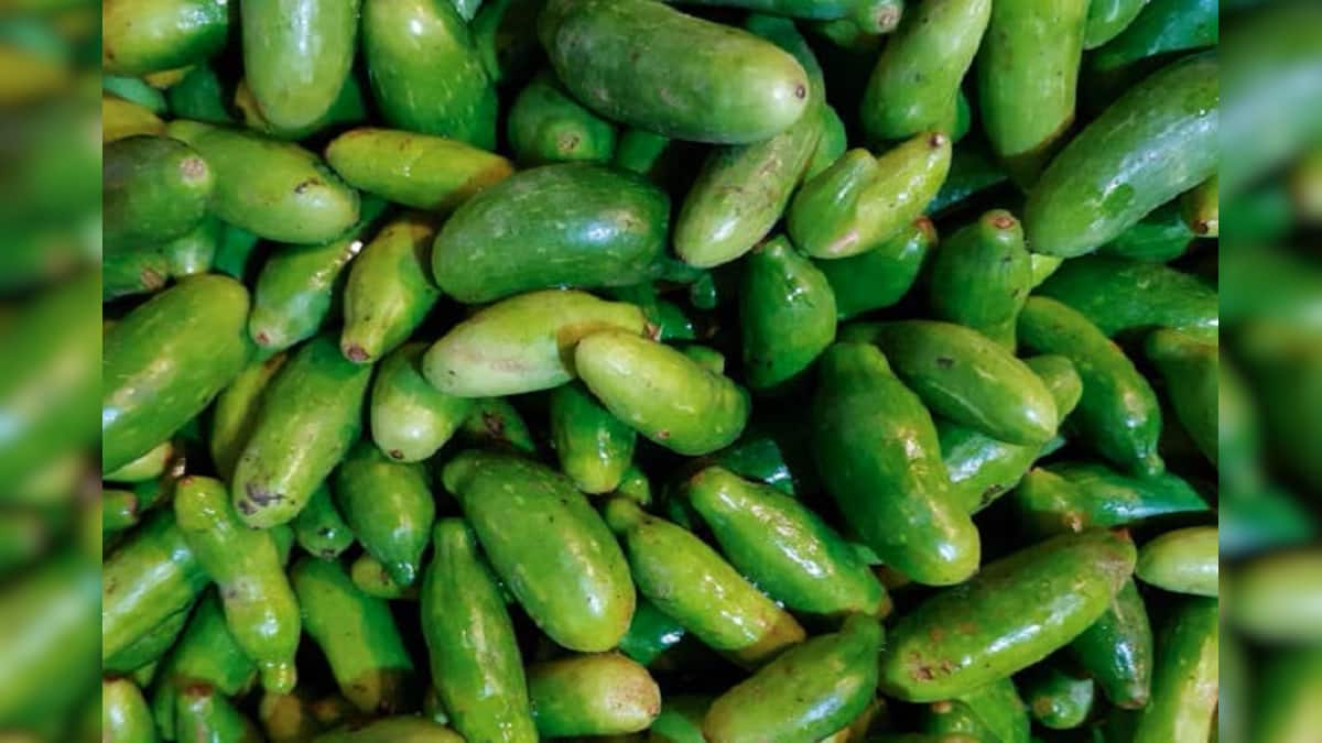 কুদরি ফল চাষ করে বিপুল লাভ করছেন বাদুড়িয়ার কৃষকরা | Ivy Gourd ...