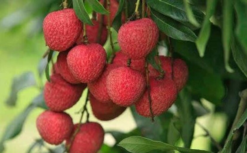 যারা লো-প্রেশারের সমস্যায় ভুগছেন তারা বেশি মাত্রায় লিচু খাবেন না। ১০০ গ্রাম লিচুতে ৬৬ ক্যালোরি থাকে, তাই বেশি লিচু খেলে ওজন বাড়িয়ে দিতে পারে।