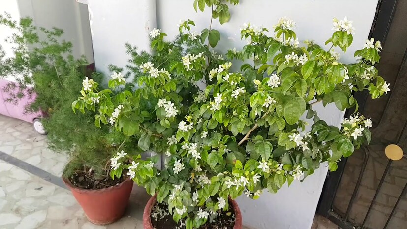  মূলত ঝোপ বিশিষ্টি উদ্ভিদ মধুকামিনী। উচ্চতা ৫ থেকে ১৫ ফুট পর্যন্ত হয়। কমলার মতো সুগন্ধের কারণে এটি কমলা জেসমিন নামেও পরিচিত। বাড়ির বারান্দা বা বাগানে মধুকামিনী ফুলের গাছ লাগানো যায়।