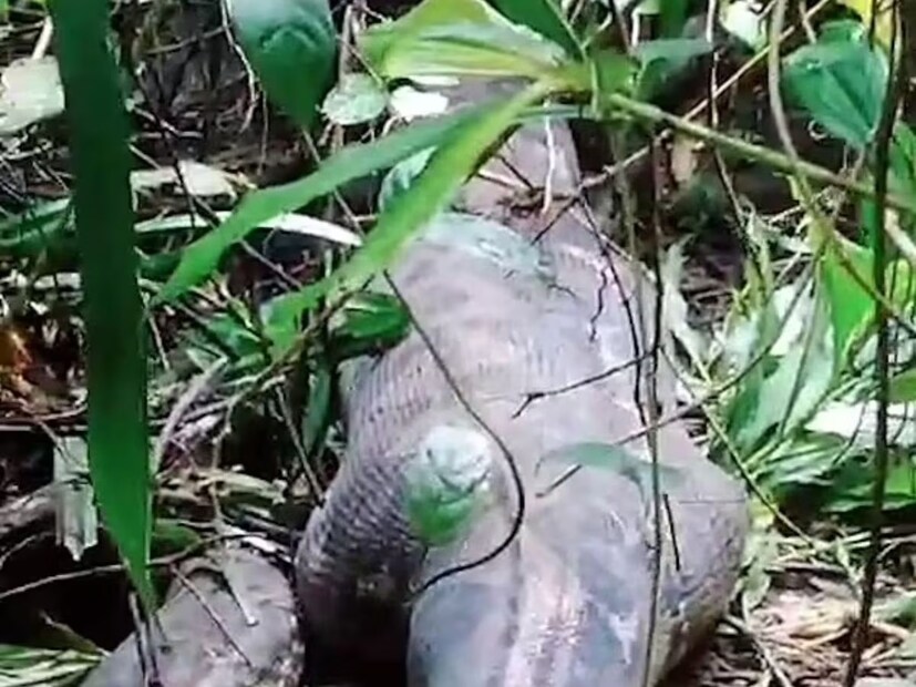 সত্যি কি একজন পূর্ণবয়স্ক মানুষকে সাপ গিলে খেলেত পারে! এই প্রশ্ন অনেকের মনেই হয়তো জেগেছে। এই প্রতিবেদন পড়ার পর আপনাদের মনের সমস্ত শঙ্কা দূর হয়ে যাবে।