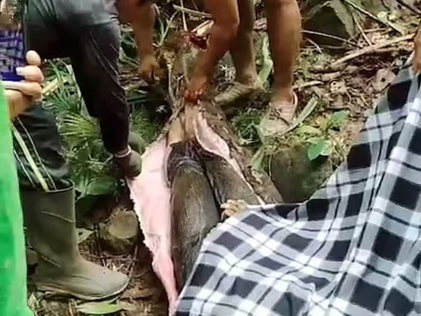 ইন্দোনেশিয়াতে যা ঘটেছে, সেই ঘটনার কথা শুনলে আপনাদের গায়ে কাঁটা দিতে পারে। দক্ষিণ সুলাওয়েসি প্রদেশের কালেম্পাং গ্রাম থেকে তিন দিন ধরে নিখোঁজ এক মহিলাকে উদ্ধার করা হয়েছে অজগরের পেট কেটে। মৃত অবস্থায় পাওয়া যায় তাঁকে।