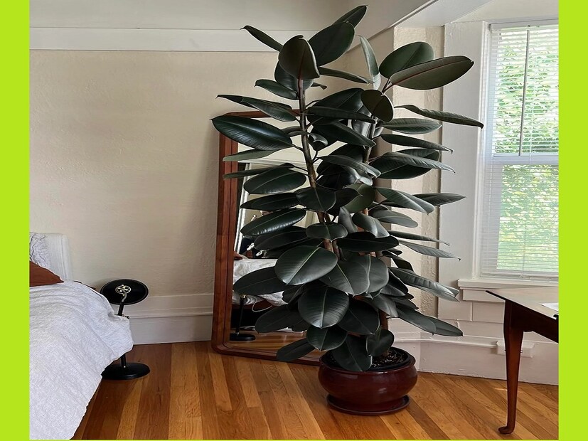 এই গাছের গোড়ায় জল জমে থাকলে গাছের প্রচুর ক্ষতি হয়। আস্তে আস্তে গাছটি মারা যায় সুতরাং টবের মাটিতে অতিরিক্ত যাতে জল দাঁড়িয়ে না থাকে সেরকম একটি জায়গায় এটি রাখতে হবে। এই এই গাছ মূলত রাবারের উৎস হিসেবে চাষ করা হয়। এই রাবার গাছের পাতা থেকে দুধ যুক্ত সাদা পদার্থ বের হয় যা রাবার তৈরিতে ব্যবহার করা হয়।