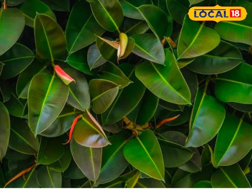 ফিকাস ইলাস্টিকা নামে এই রাবার গাছটি বাড়ির ইনডোর বা আউটডোর যে কোন জায়গায় রাখতে পারবেন। সমগ্র ইউরোপ ও আমেরিকাতে এ গাছ বাড়িতে রাখার নিয়ম রয়েছে।তাদের বিশ্বাস এই গাছ বাড়িতে রাখলে নাকি সৌভাগ্য বয়ে নিয়ে আসে।ইনডোর প্লান্ট হিসেবে এই রাবার প্ল্যান ভীষণ কার্যকরী। এই গাছ বাড়িতে দূষণ হাওয়া শোধন করার কাজে ভীষন ভাল কাজ করে। এর পাতাগুলো বড় বড় হওয়ার কারণে অনেক বেশি কার্বন-ডাই-অক্সাইড শোষণে ক্ষমতা তৈরি করে।