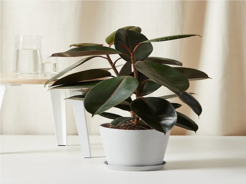 গাছ বিশেষজ্ঞ তারাপ্রসাদ জানান, এই রাবার গাছ শুধু রাবার উৎপাদনের জন্যই নয়, এর আরোও বিভিন্ন উপকারিতা রয়েছে।স্ট্রেস থেকে মুক্তি দেয়। এছাড়া বাতাস কে বিশুদ্ধ করতে সাহায্য করে যা ঘুমের গুণমানকে উন্নত করে। শুধু তাই নয় বাস্তু মতে, এই গাছ বাড়ির দক্ষিণ-পূর্ব দিকে রাখলে সৌভাগ্য এবং প্রাচুর্য নিয়ে আসে।