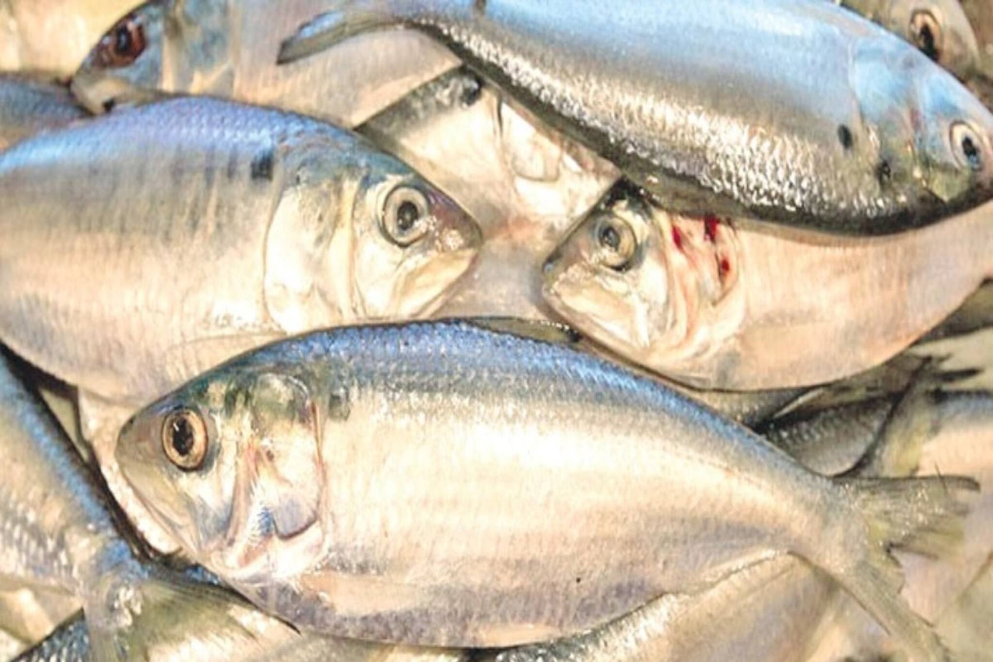 টাটকা ইলিশ নয়, জামাইষষ্ঠীতে ভরসা 'মায়ানমারের' ইলিশ! ১ কেজির দাম কত? চমকে যাবেন!