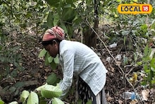 শাল পাতাতেই বাঁচে জীবন, এখনও মর্ম বোঝেনি শহর