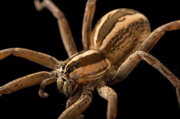 ফের ট্যারেন্টুলা আতঙ্ক! বিষাক্ত মাকড়সার কামড়ে অসুস্থ হয়ে হাসপাতালে মহিলা