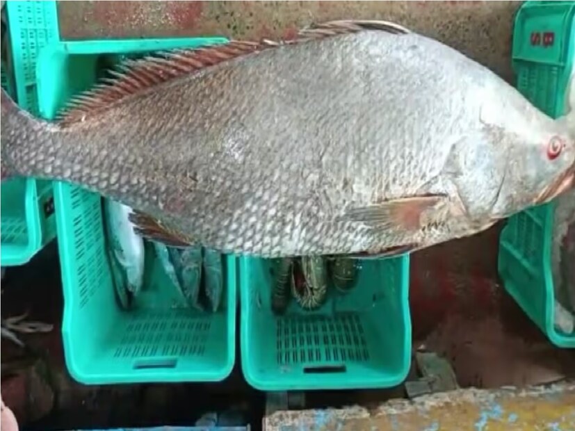 জিএনএফটি আড়তে মাছটিকে নিলামে তোলা হয়। দীর্ঘ দর হাঁকাহাঁকির পর একটি সংস্থা মাছটির সর্বোচ্চ দাম ঘোষণা করে প্রতি কেজি ১২ হাজার টাকা। ১৮ কেজি ওজনের মাছটি বিক্রি করে মোট ২ লক্ষ ১৬ হাজার টাকা পেয়েছেন কাঁথি দেশপ্রাণ ব্লকের বাসিন্দা সুভাষ চন্দ্র জানা। তাঁর 'নাগরাজ' ট্রলারের মৎস্যজীবীরা গভীর সমুদ্র থেকে ধরে এনেছিলেন মাছটি। তেলিয়া ভোলার পটকা ঔষধিগুণ সম্পন্ন। দামি ওষুধ তৈরিতে ব্যাপক চাহিদা রয়েছে। তা মূলত বিদেশেই পাঠানো হয়ে থাকে।
