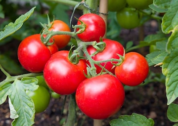 অনেকেই সঠিক খবরটা জানেন না! টম‍্যাটো খেলে আদৌ কি আদৌ বাতের যন্ত্রণা বাড়ে? উঠে এল সত্যি