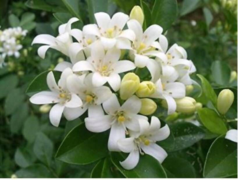 মধুকামিনী ফুলের মাত্র ২-৩টি পাতা ফুটিয়ে পান করলে শ্বাসকষ্টের উপশম হয়। গলাও পরিষ্কার হয়ে যায়। এমনটাই জানালেন আয়ুর্বেদ বিশেষজ্ঞ ডঃ সন্তোষ মৌর্য। শুধু দিনে নয়, রাতেও মধুকামিনী ফুলের সুগন্ধ পাওয়া যায়।