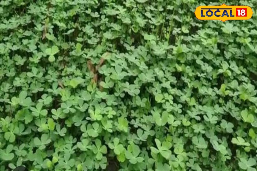 চিকিৎসকদের মতে, স্মৃতিশক্তি ধরে রাখতে এই শাকের জুড়ি মেলা ভার। স্মৃতিশক্তি মানবদেহের স্নায়ুকোষের উপর নির্ভর করে। কোষগুলিকে ভাল রাখে শুষনি শাক। এভাবেই স্মৃতি ধরে রাখার ক্ষমতা বাড়ায় শুষনি শাক।