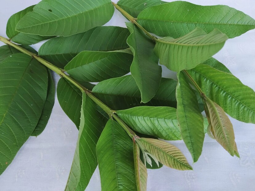 ডায়েট টু নারিশের সহ-প্রতিষ্ঠাতা প্রিয়াঙ্কা জয়সওয়াল লোকাল ১৮-কে বলেছেন যে, তিনি ১০ বছর ধরে এ নিয়ে টিপস দিয়ে আসছেন। ফরিদাবাদের মানব রচনা ইন্টারন্যাশনাল ইউনিভার্সিটি থেকে ফুড অ্যান্ড নিউট্রিশন বিষয়ে স্নাতকোত্তর ডিগ্রি অর্জন করেছেন প্রিয়াঙ্কা। এরপর দিল্লির অনেক বড় হাসপাতালেও কাজ করেছেন তিনি। 
