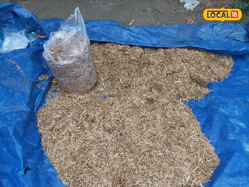 বেশিরভাগ ক্ষেত্রেই মানুষ কম মূলধন এবং কম সময়ে প্রচুর মুনাফা পেতে চান। এমনটা পেতে চাইলে মাশরুমের চাষ করা যেতে পারে। তবে এই ফসল চাষের জন্য এর বিষয়ে সম্পূর্ণ তথ্য থাকা আবশ্যক। তাহলে মাশরুম চাষে অনেক সুবিধা হবে। কম খরচ করেই মিলবে বেশি মুনাফা।