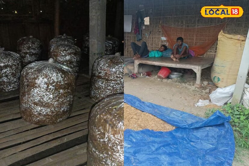 বিহারের পূর্ণিয়া জেলার দাগারুয়া ব্লকের সানভাঙ্গা গ্রামের বাসিন্দা রাজকুমার যাদব Local18-এর কাছে এই বিষয়ে তথ্য ভাগ করে নিয়েছেন। তিন বলেন, মাশরুম চাষ কিন্তু অত্যন্ত লাভজনক। তবে সঠিক তথ্য থাকা আবশ্যক। তাহলেই মুনাফা পাওয়া যাবে। স্বল্প গাফিলতি কিংবা তথ্যের অভাব ক্ষতির মুখে ফেলতে পারে।