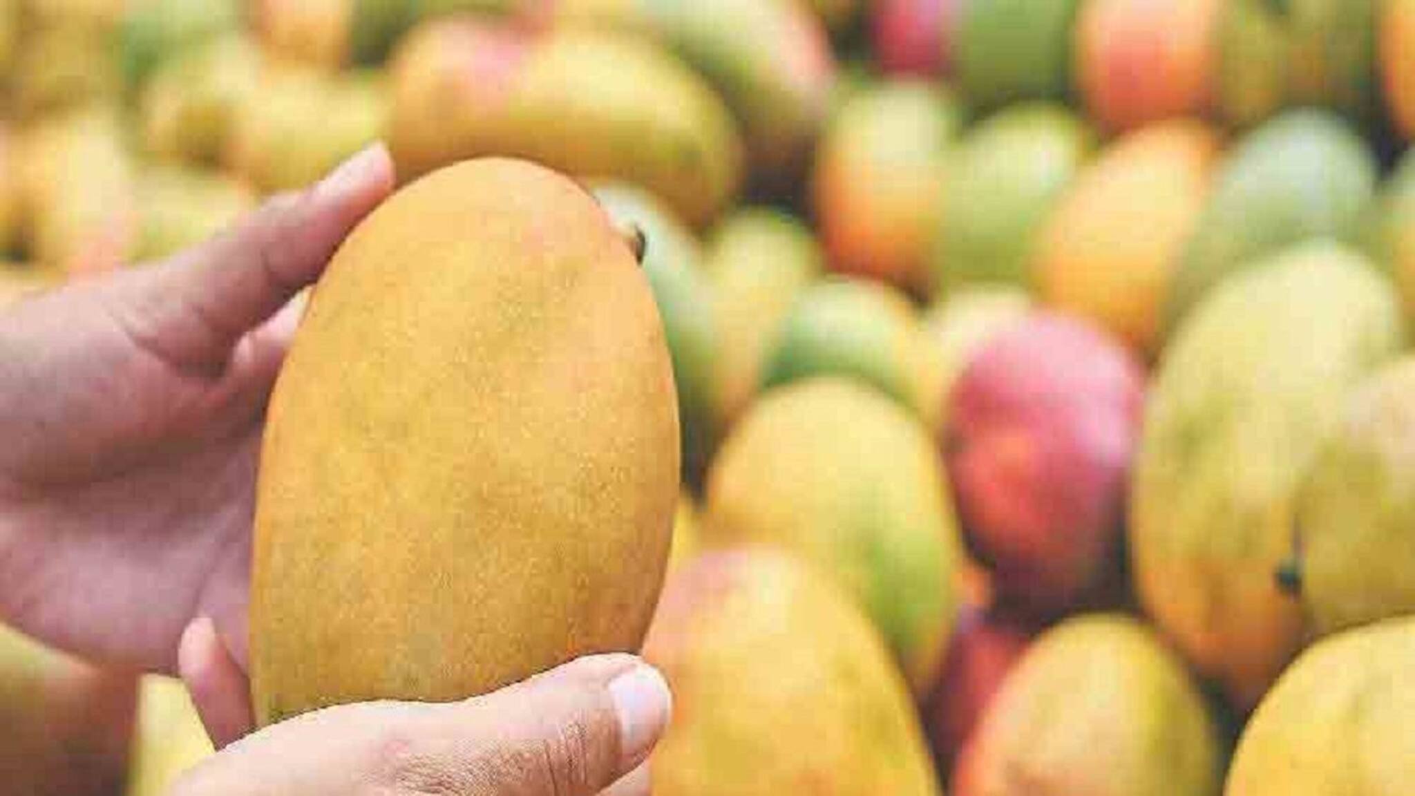 ব্রণ, কোষ্ঠকাঠিন্য থেকে আলসার, বেশি আম খেলে আর কী কী ক্ষতি হতে পারে জানেন?