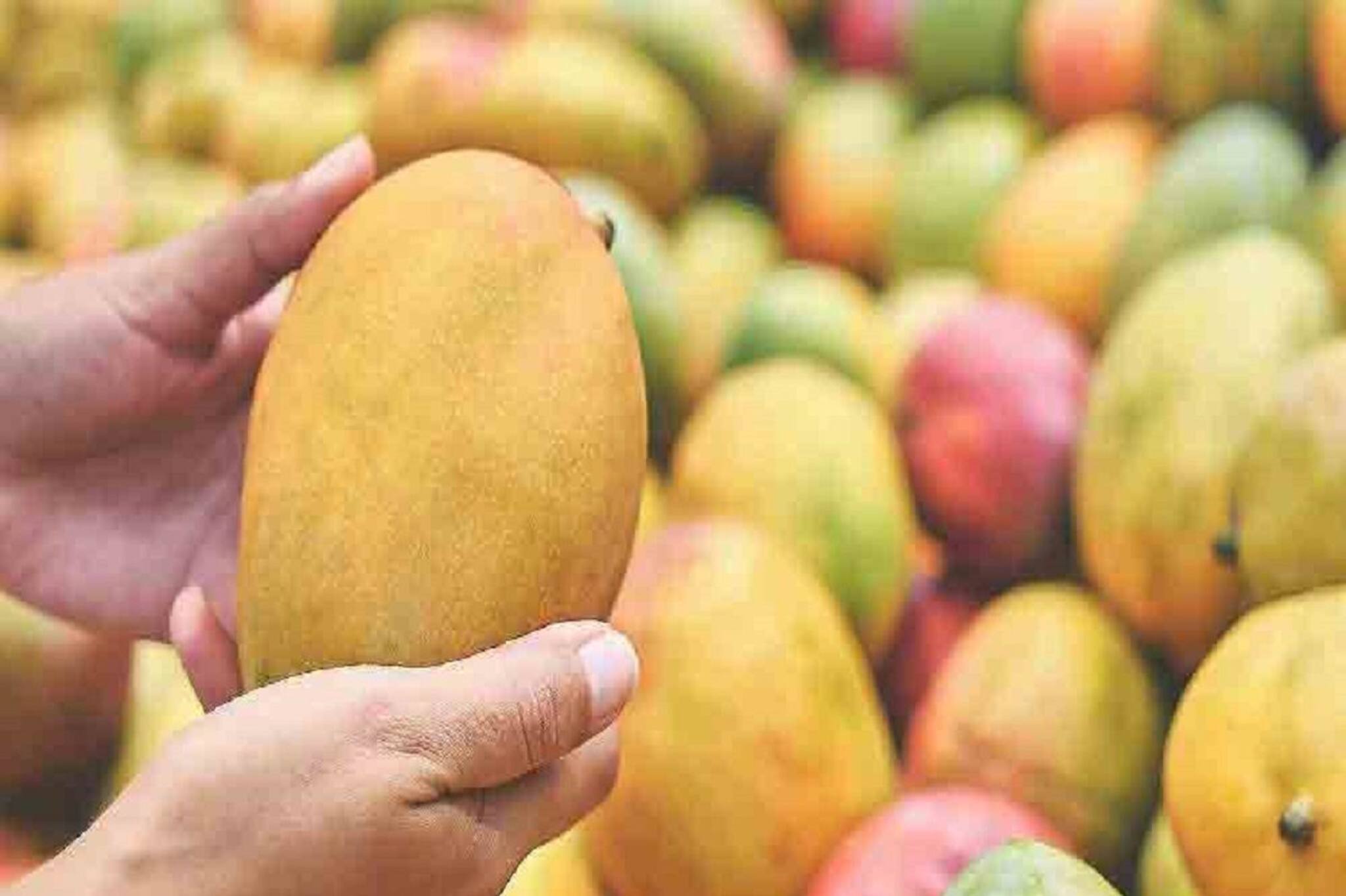 ব্রণ, কোষ্ঠকাঠিন্য থেকে আলসার, বেশি আম খেলে আর কী কী ক্ষতি হতে পারে জানেন?